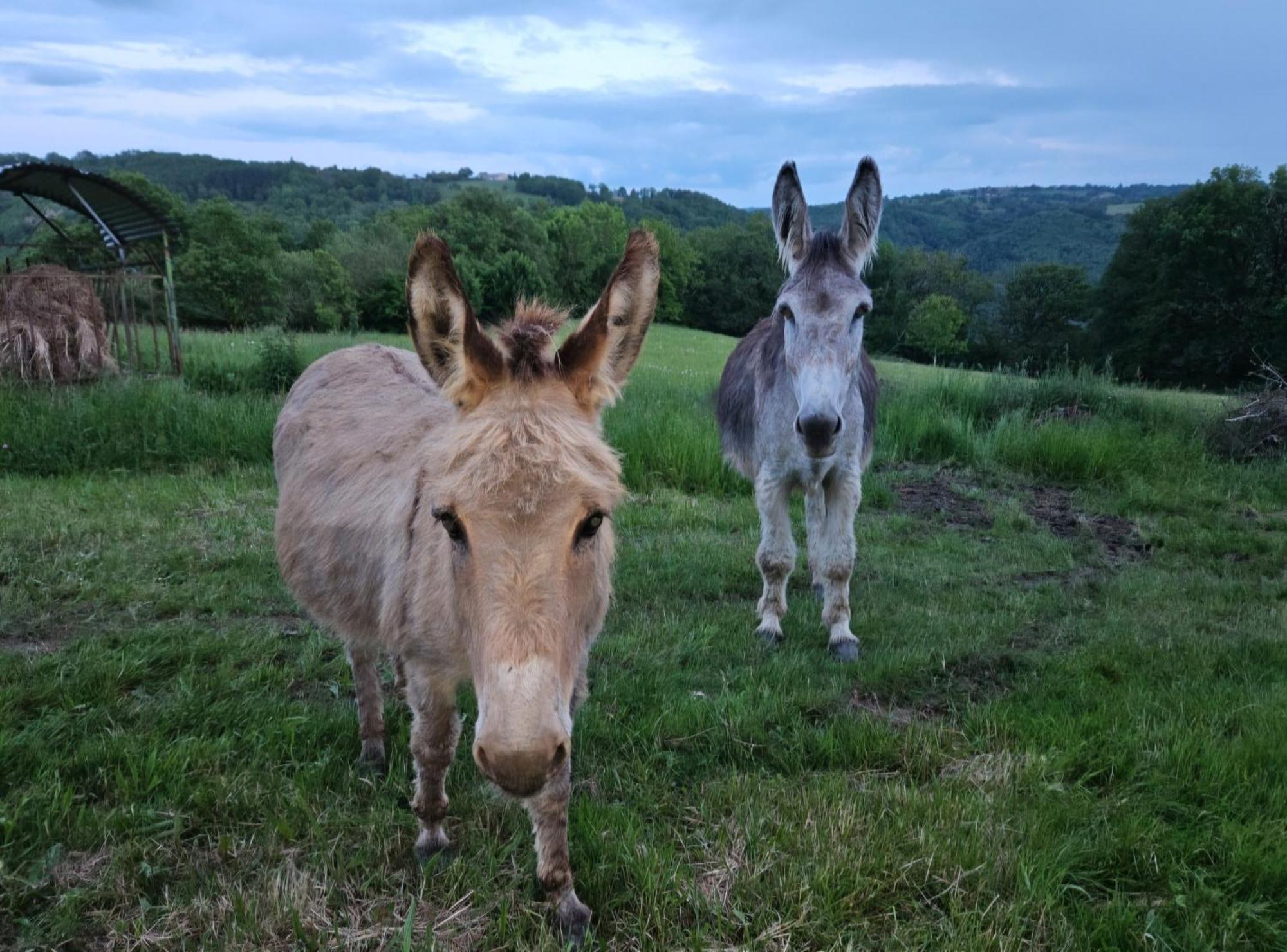 Gite De La Garrigue Brandonnet Kültér fotó